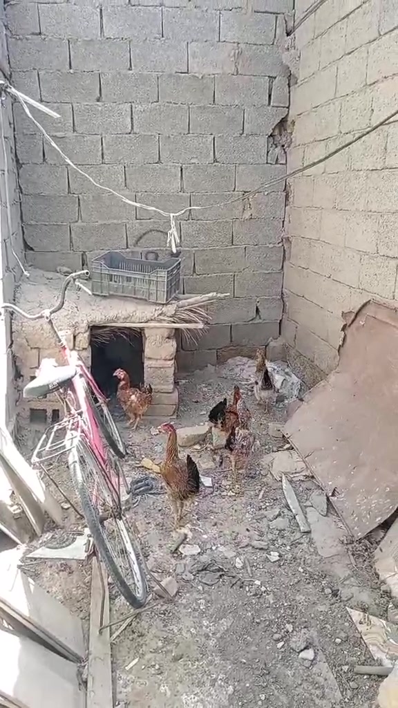 متاح دجاج عرب سعر زوج ٢٢الف ذي قار الفجر ***********
