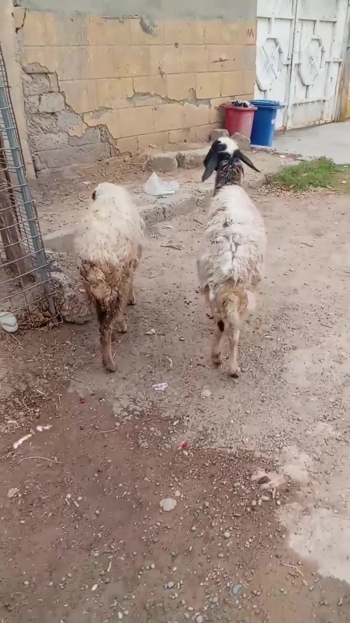 نعاج • حاملات • بيجي