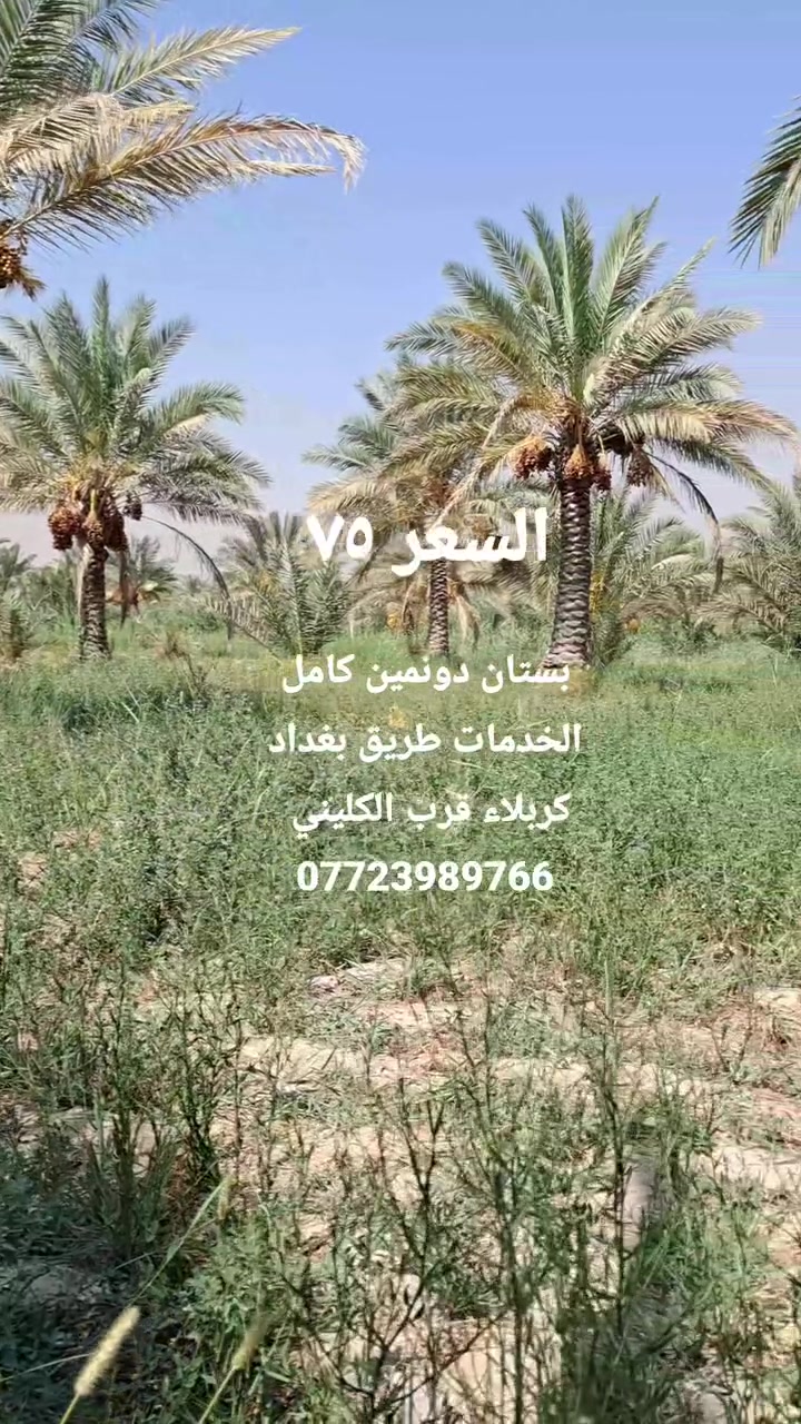 طريق بغداد-كربلاء • ٥٠٠٠م • ٧٠نخلة