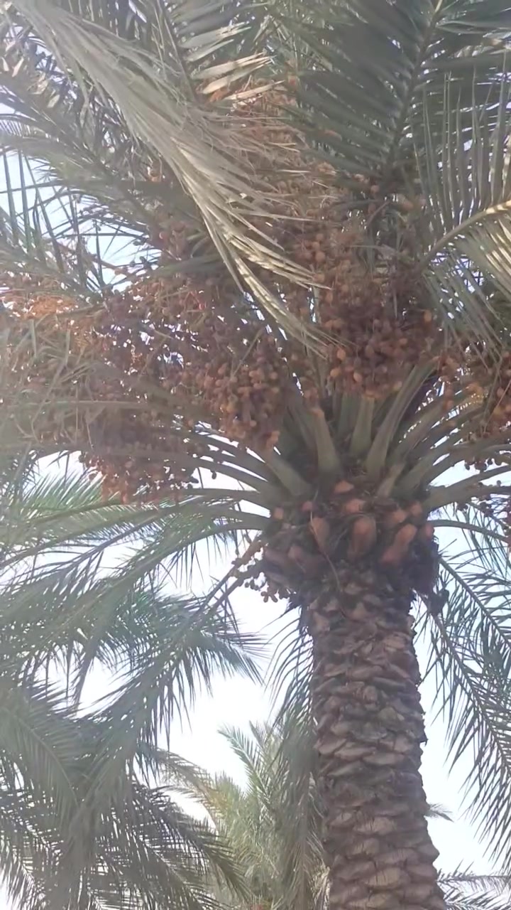 بستان تمر خستاوي وزهدي لضمان بيهن 70 تقريبن ***********
