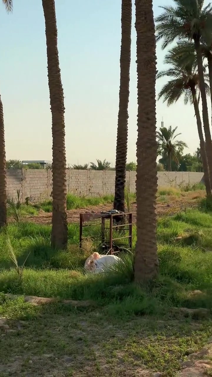 ارض للبيع مسيجه وتحتوي على بيت صغير غرفتين صاله تخاريج وعلى سياج أساس كونكريت وفواصل اعمدت كونكريت الارض في الكوفه طريق العلماء طريق زوار طابو زراعي سند ٢٥ للتواصل ***********.       ***********
