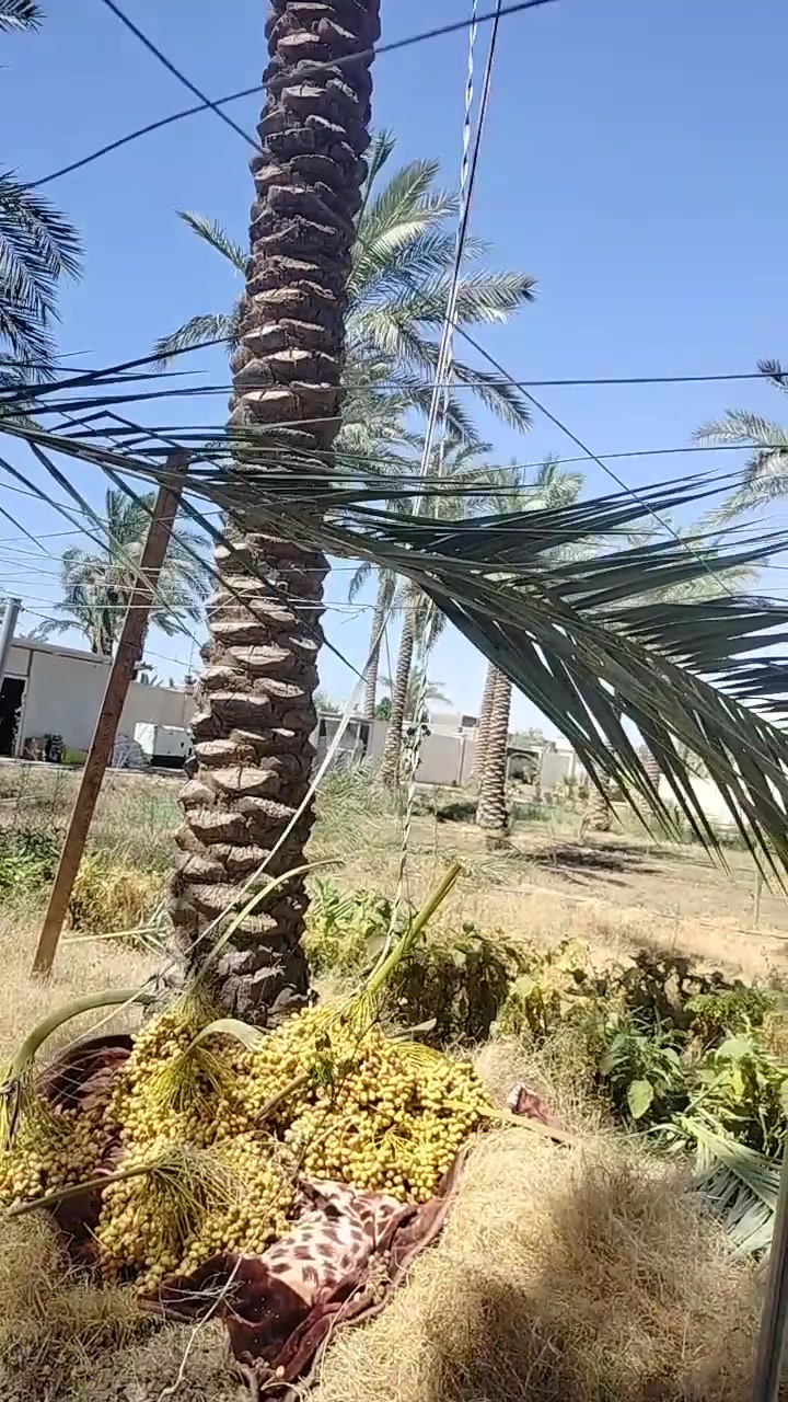 بدأ موسم تنزيل التمر 2026 🌴
نوفر كادر متخصص لتنزيل التمر، التكريب، وتنظيف النخيل بأمان وسرعة عالية.

شغل نظيف وما نخلي التمر ينخبط.

نغطي بغداد وجميع اطرافها.

للحجز والاستفسار واتساب: ***********

#تنزيل_التمر #تكريب_النخيل #نخيل_بغداد #موسم_التمر

2
