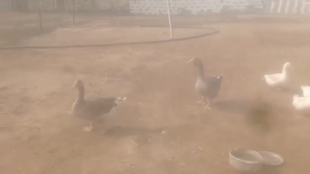 قازتين • شامية