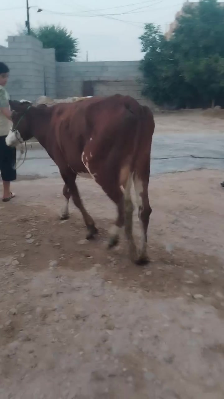ناحية الزاب • شرط الحليب • شرط الدسامه