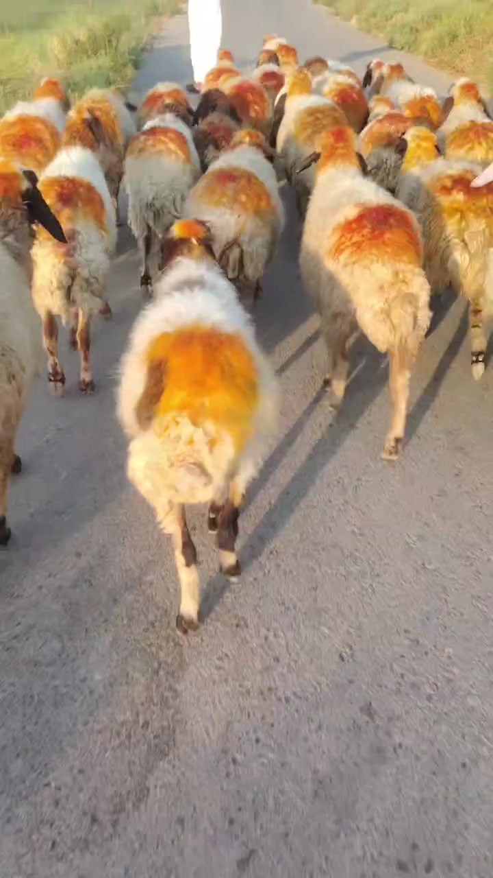 السلام عليكم
مرخصت الأدمن المحترم
يوجد غنم قطعه وحده مال مجنوي وراجين و عشر و بيهن محنيات شرط النصاحه العنوان الأنبار
***********
يوجد خدمت توصل حسب الاتفاق
