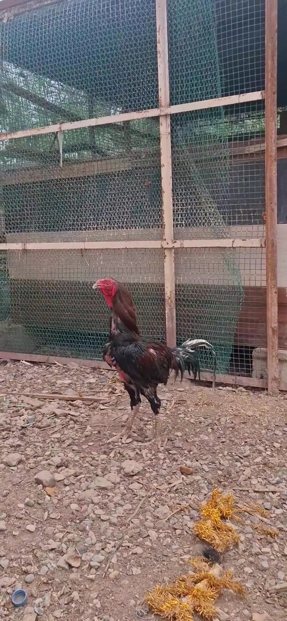 ديج هراتي • نضافه • المقدادية