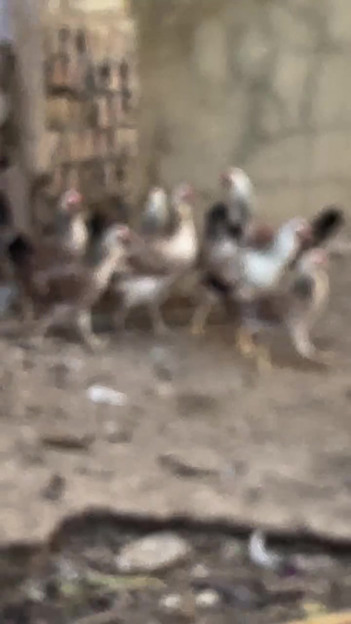 بيض دندراوي • فواتح • ضمان الشد