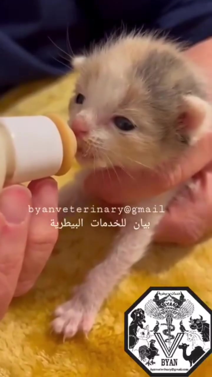 أطعم أليفك الصغير بكل سهولة وأمان! 🍼✨لأن المواليد الجدد من القطط والكلاب يحتاجون إلى عناية فائقة، نوفر لكم في عيادة يوكون البيطرية (Yukon Vet) طقم رضاعة كامل ومصمم خصيصاً للحيوانات الصغيرة وحديثة الولادة لتضمن لهم تغذية سليمة ومريحة.✨ مميزات الطقم:حلمة سيليكون مرنة تناسب فم الأليق الصغير.زجاجة مدرجة لتحديد كمية الحليب بدقة.فرشاة تنظيف مخصصة للوصول للأماكن الضيقة وتعقيم الرضاعة بسهولة.📍 تجدونها الآن في العيادة:الناصرية - الإدارة المحلية - مقابل معهد المعلمات القديم.📞 للتواصل والاستفسار: ***********زورونا اليوم وقدموا لأليفك أفضل بداية! 🐾❤️الهاشتاقات:#الناصرية #ذي_قار #قطط_الناصرية #عيادة_بيطرية #حيوانات_أليفة #تربية_قطط #قطط_صغيرة
 @إشارة
