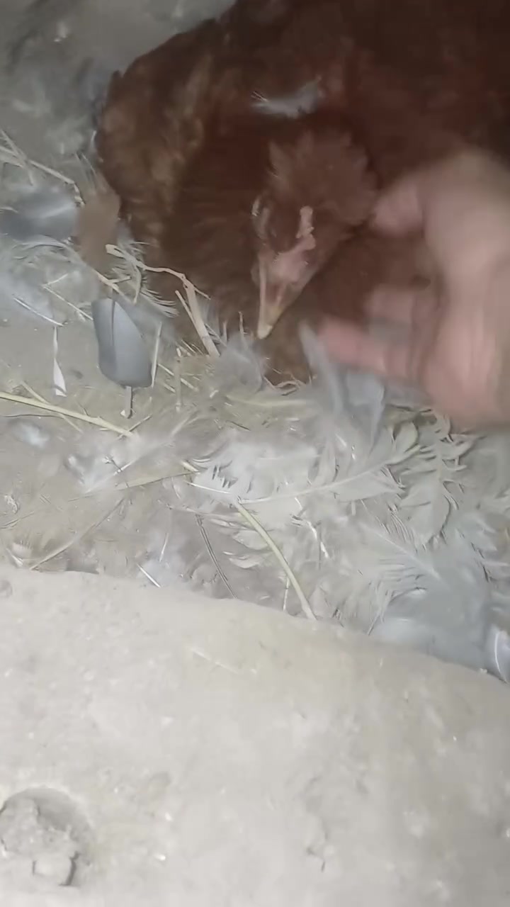دجاجة عرب كاركة سعر ٢٥ لطيفيه مزرعه ***********

