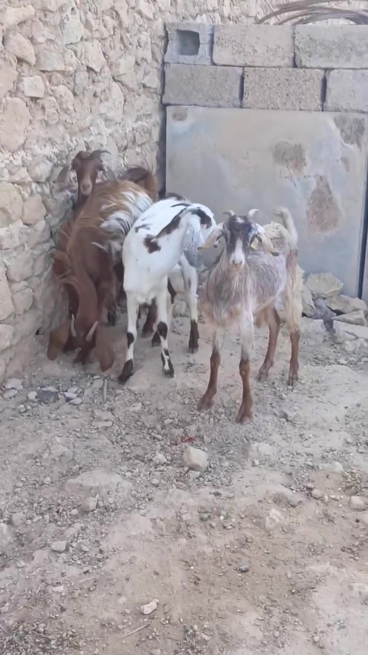 مضربات بشامي • حلال نضيف • أربعة