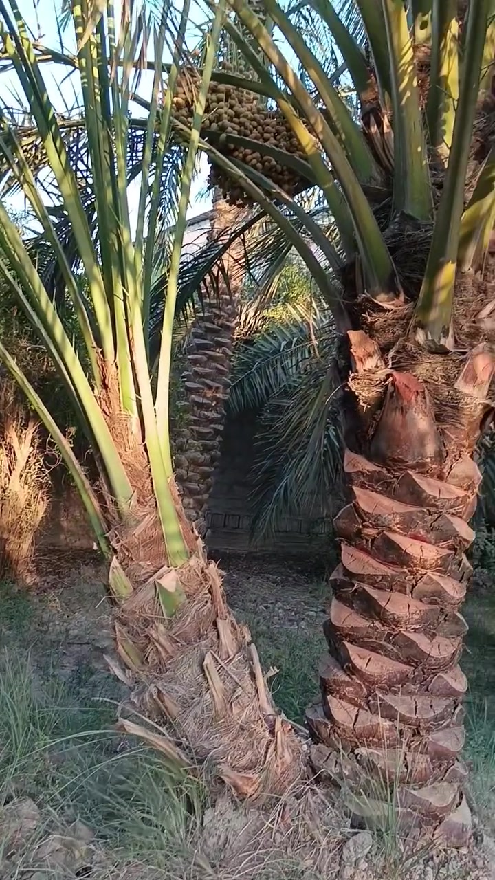 برحي حر بيناتنه الله مو نسيجي مكاني كربلاء وعندي توصيل لكل محافظات ***********/***********
