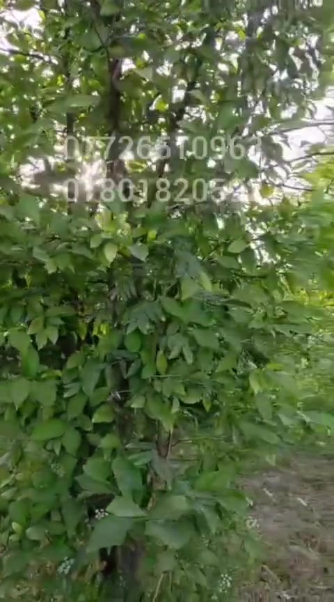 السلام عليكم بستان دونمين يحتوي علا نخيل وتفاح وحمضيات وبيت حراسه ما سقى مجره مجاز نهرمستقل ماطور علا الشط ما اساله  واسط عزيزيه *********** ***********
