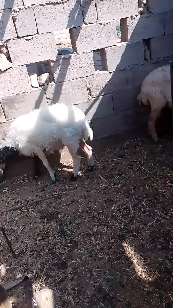 متاح زوج نعاج ثنايا اول ولدهن وحده مبدله سنين وحده مبدله 4 سنون حيل حلوات مال جنيه وعشار على حض راعيهن ابيعهن فارغات ثنايا سن وشطر وشرط النصاح سعر الزوج 740 يوجد توصيل حسب الاتفاق 
المكان الانبار حديثه 
الشراي يتفضل خاص او يتصل ***********

