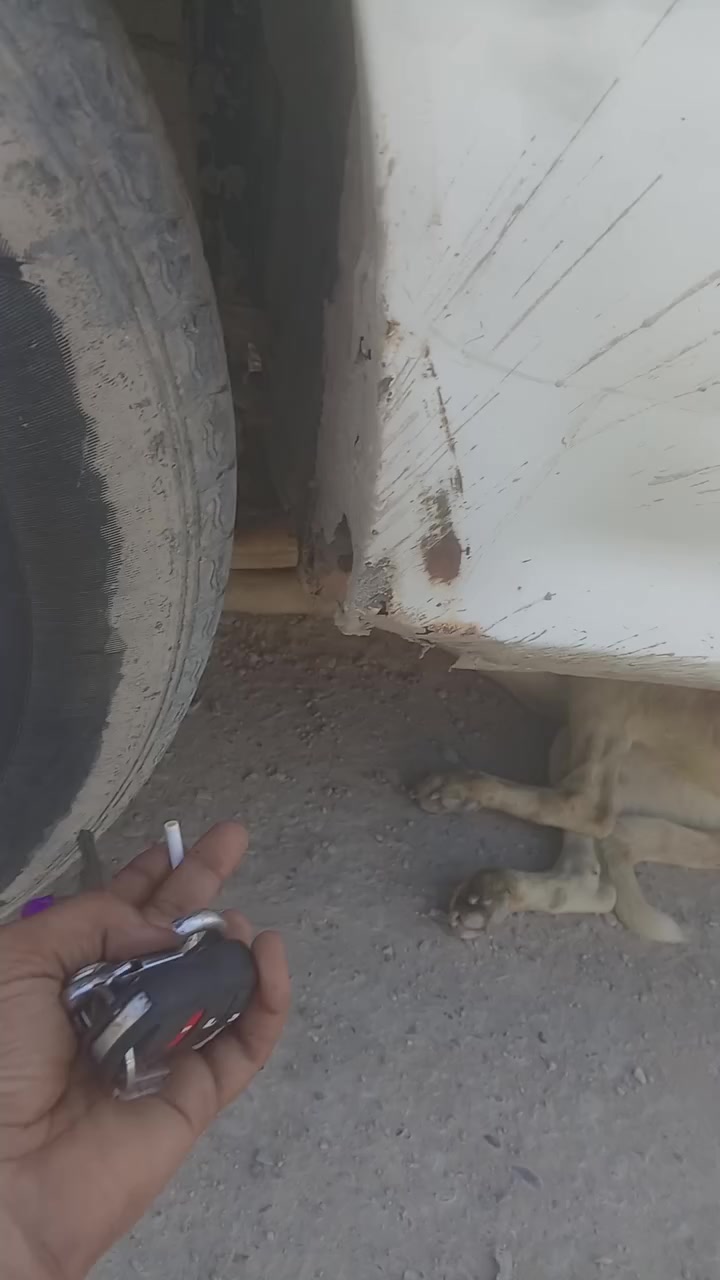 اشوان • ٢٠١٤ • بدون تحويل