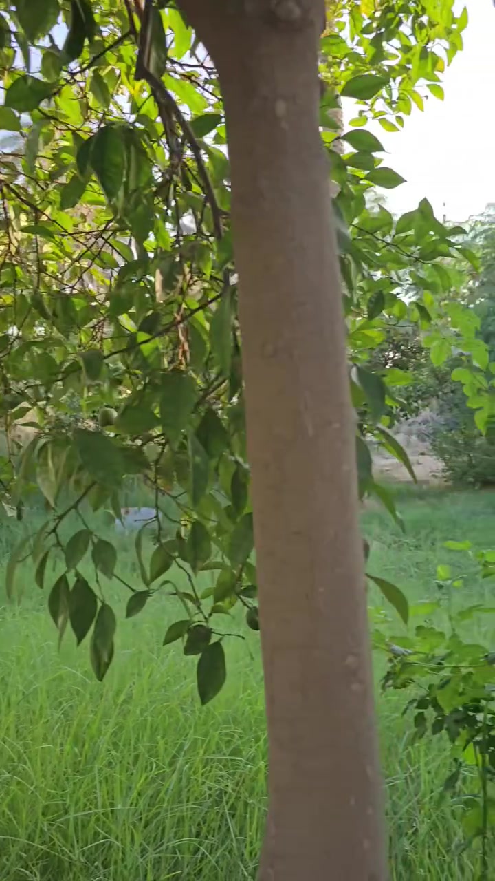 السلام عليكم 
اللهم صل على محمد وآل محمد .
(دونم و١٠٠م  )
طابو زراعي سند ٢٥ .
تحويل اسهم مباشر بأسم المشتري 
العنوان : كربلاء المقدسة/ قضاء الحسينية/ منطقة الابراهيميه .
للاستفسار اكثر الاتصال على الأرقام(***********و *********** ) 
#المكتب مجاز رسميا 
لمزيد من العروض  تابع الصفحة . #الجميع
