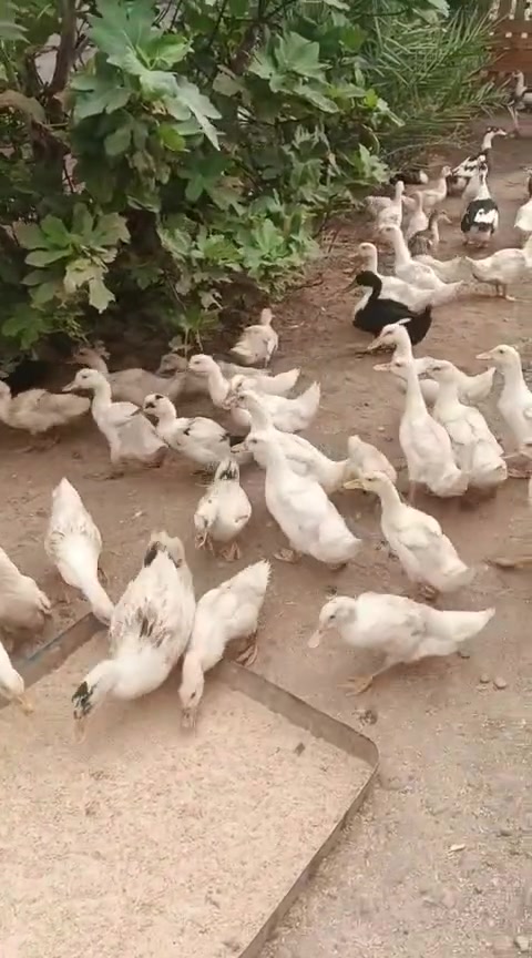 سمود • للبيع • جميل