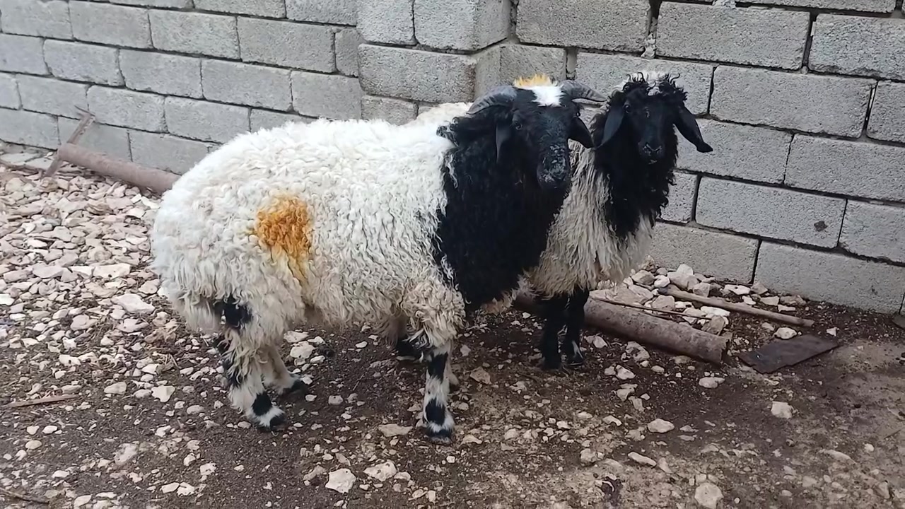 للبيع خروف زوج واحد 
السعر 750 وبيها مجال بسيط للاستفسار خابر ع الرقم ***********
