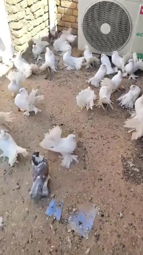 السلام عليكم اخوا متاح عرايس مستوا حلو شوفت عينك طيور كلهة نضيفه بس صار عندي ضرف واريد اطلعهن كلهن عدد 34 تريد زوج تريد تك تريد نص ابيع الزوج 15 واذا كلهن يختلف سعر ***********واتساب
