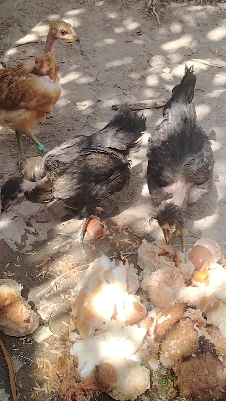 دجاج 🐓عرب مودلي لبيع الزوج ب١٢ بيهن دي جين ***********٠
