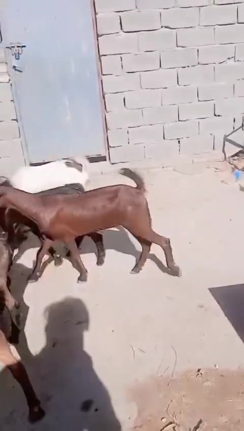 ٨ صخول • ٤ نثايه • ٤ افحل