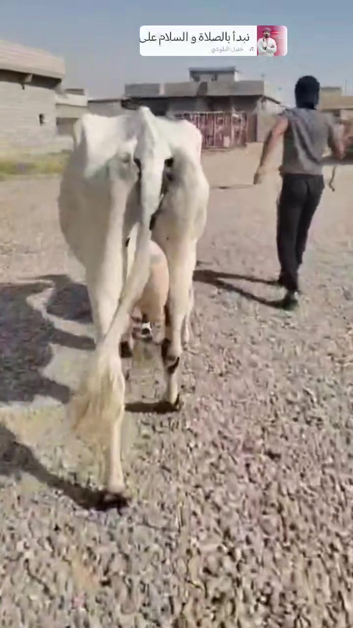 اللهم صلي على محمد وآل محمد 🌺
بقرات رغايث العدد 3 كلهن جنس حلوات مكفلات مالت جني الاستفسار الإتصال على الرقم 
***********
ملاحضه يرهم مراوس
