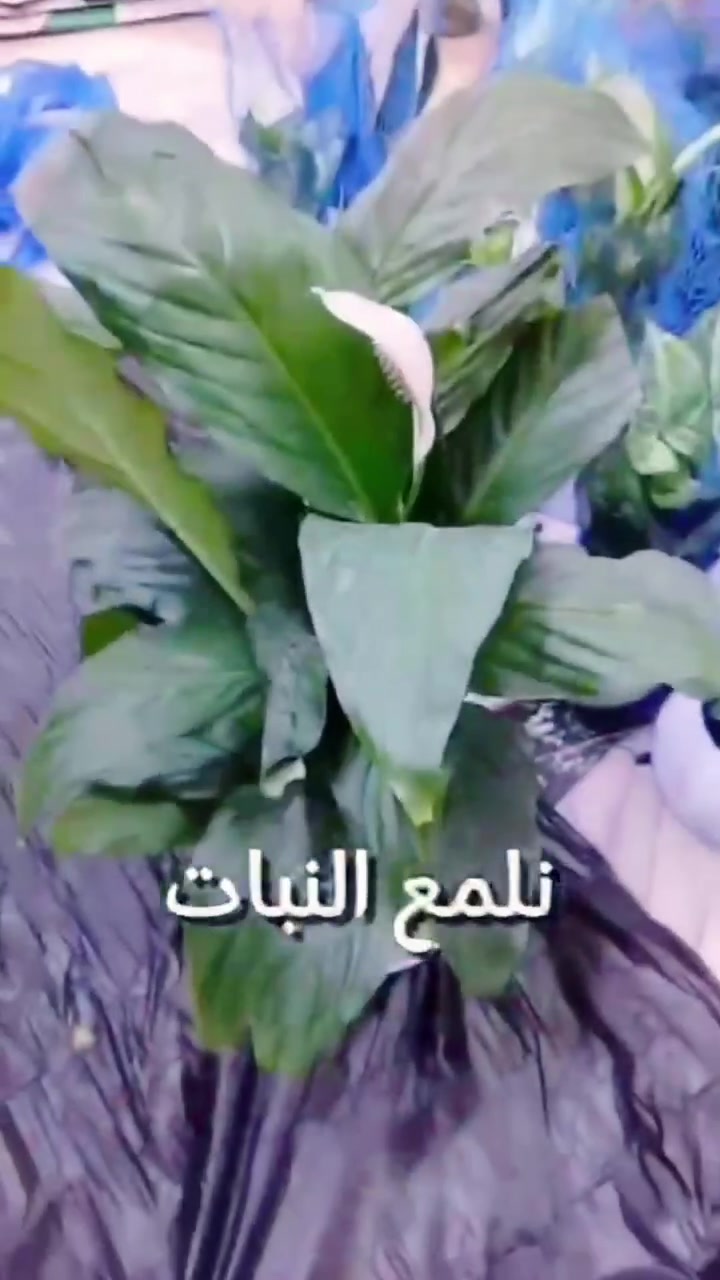 مشتل زهور النرجس • بغداد للناصرية