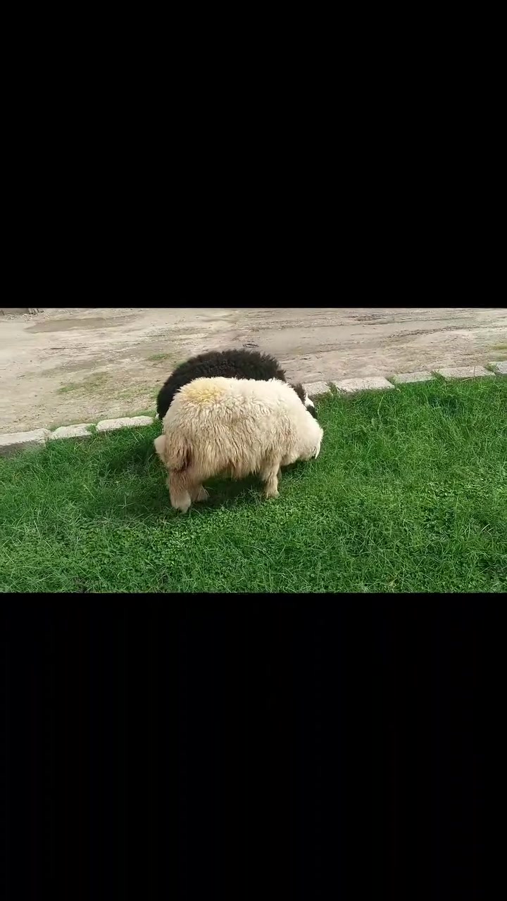 فطايم • قريه اصبيح