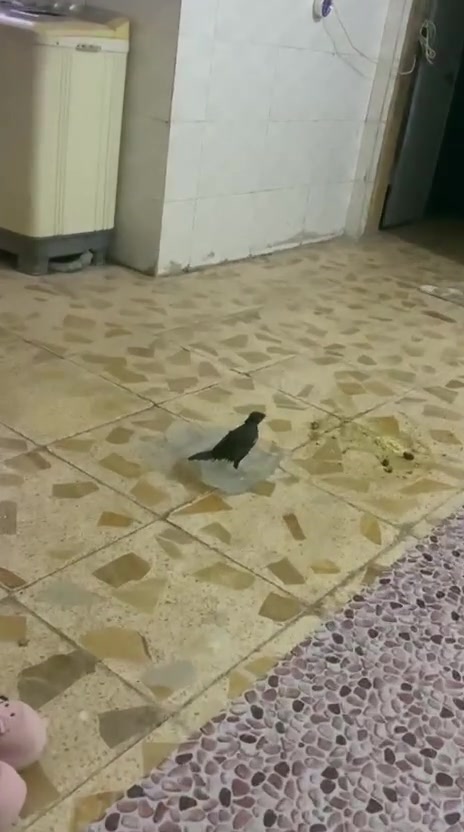 طير مينه • اليف • بصرة