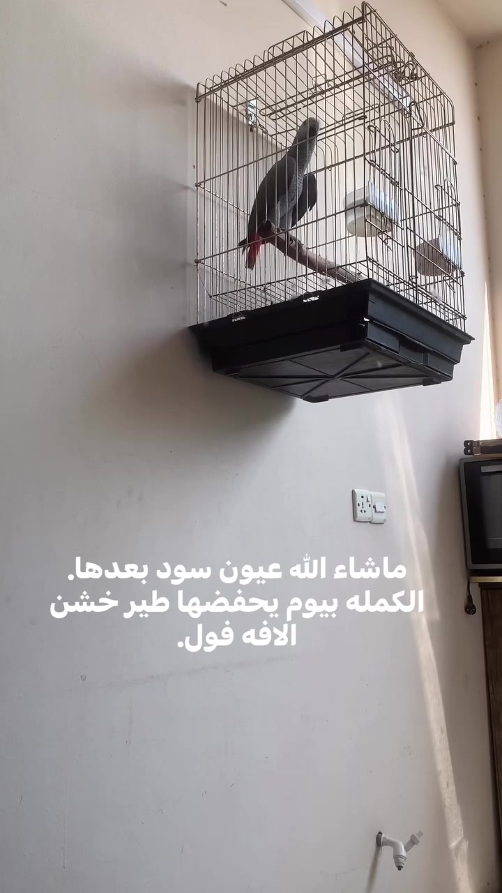 عيون فحم • متكلم فوك • ١٠ كلمات