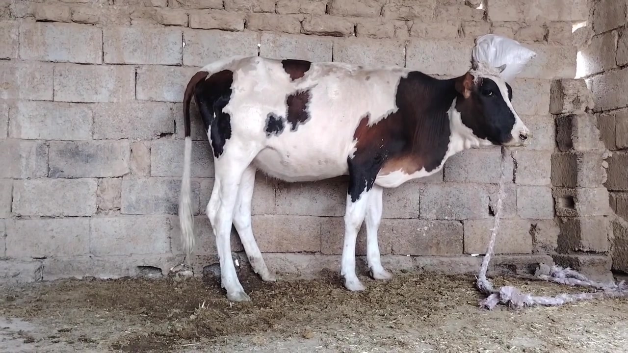 بجر اول بطن عشار 5 أشهر كفاله جنس درجه اولى للبيع السعر مليون و 750 / يرهم مراوس بحلال يوجد توصيل حسب التفاق المكان سديره سفلئ /***********
