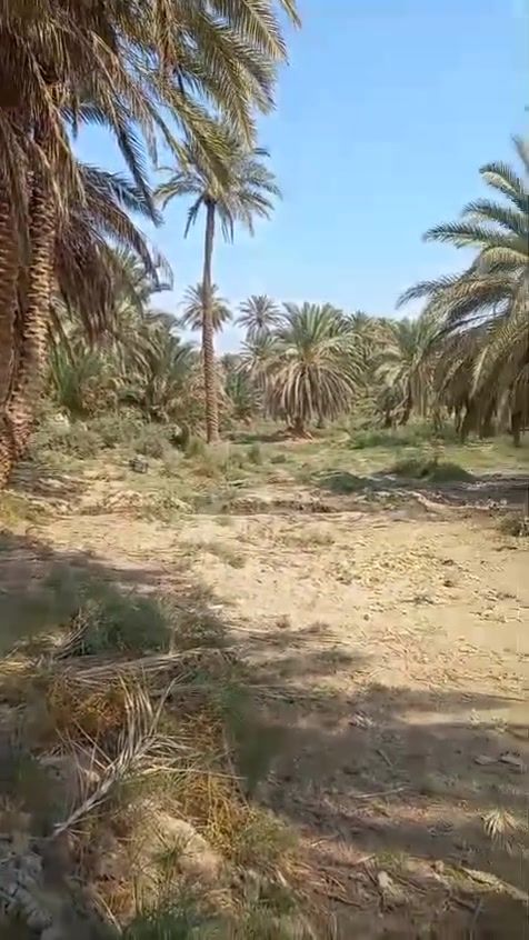 ١٠ دوانم الى ربع للبيع في كربلاء الخيرات بزبيد نضيفه وحلوه ومكروبه وجهتهه ٢٠٠اله حلو مرتب بيهه نخله وبيهه نهر رئيسي طابو صرف زراعي سند ٢٥ مابيهه ورثه بلعافي على الياخذهه بسم شخصين موجدين ثاني يوم يداورلك ***********
