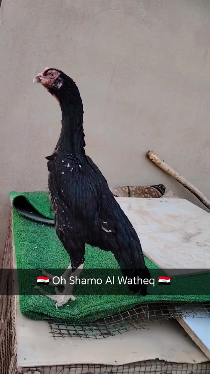 متاح نثية 🇩🇪 عمر سنة ونص قياس شرط الصحة ماشاءالله الشراي يتصل مكان كركوك
***********

نص مكتوب في الصور:
- 🏴󠁧󠁢󠁥󠁮󠁧󠁿 Oh Shamo Al Watheq 🏴󠁧󠁢󠁥󠁮󠁧󠁿
- Oh Shamo Al Watheq