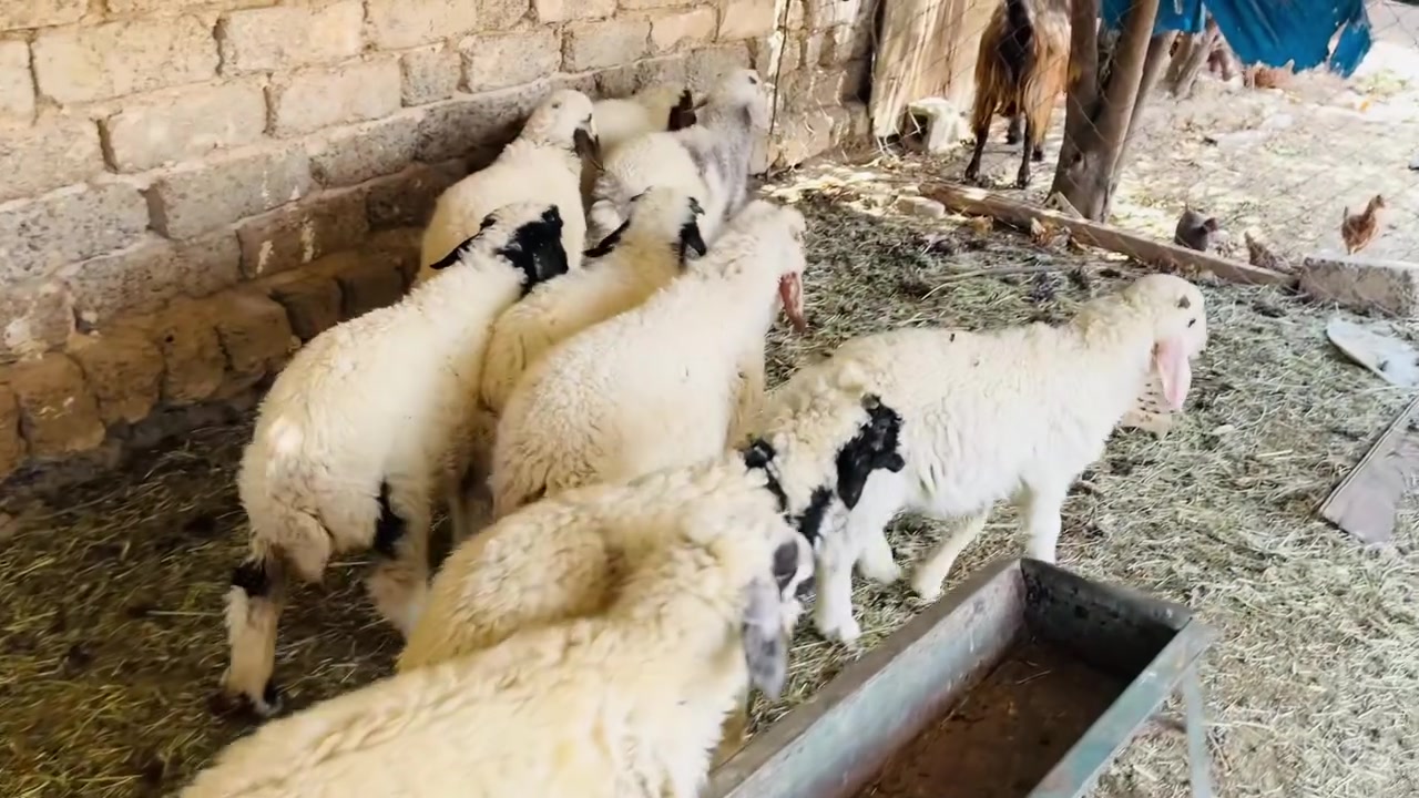 6 طليان+ 3 فطايم شرط النصاحه
سعر الشلع 2100 وبيهن طكة مجال
واذا فردي سعر الزوج 520
المكان العلم سمره
***********
