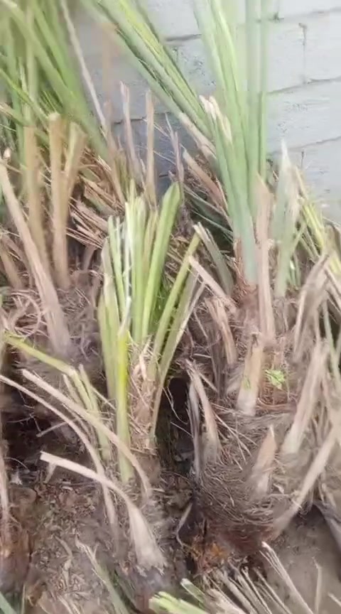خضراوي • مندلي • اشگر