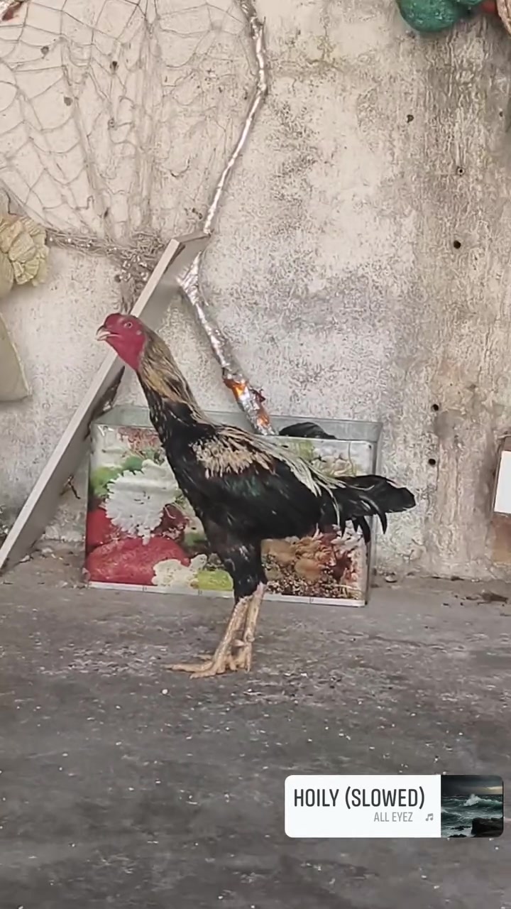 ديج هراتي • للبيع