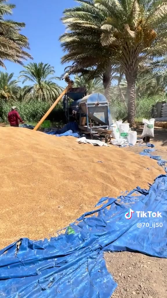 جاهزين التنقيه بذور گبانه وخياطه العنده كميه يراسني او يتاصل ***********
