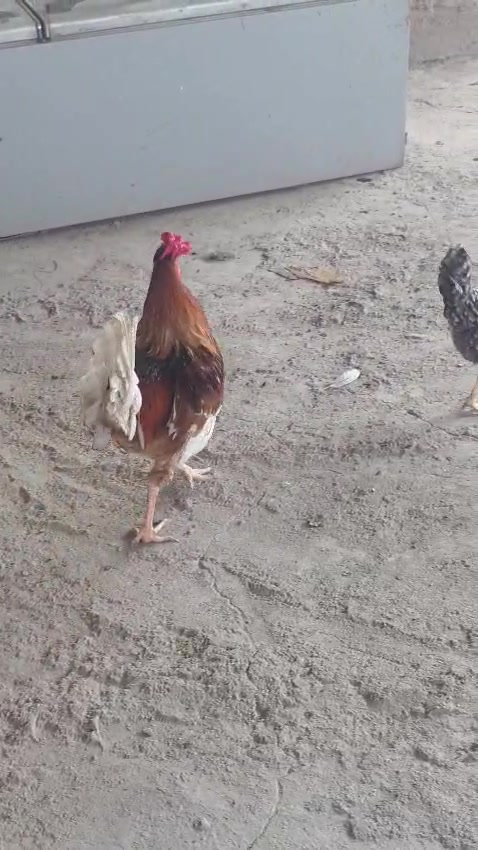 دجاج بياض • أقل من سنة • البصرة