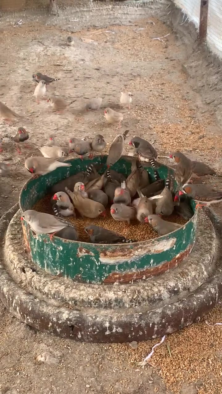 فناجس • مشخاب • زوج