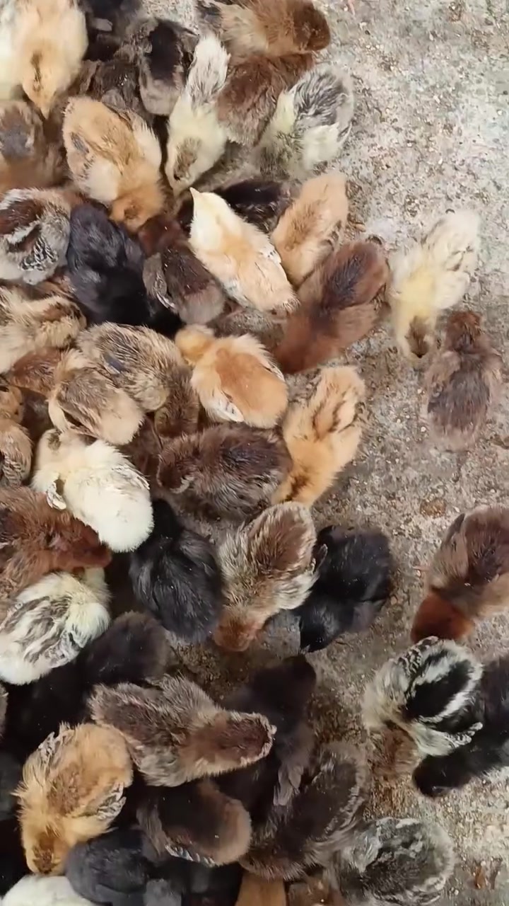 افراخ عرب • ملقح • بغداد الحريه