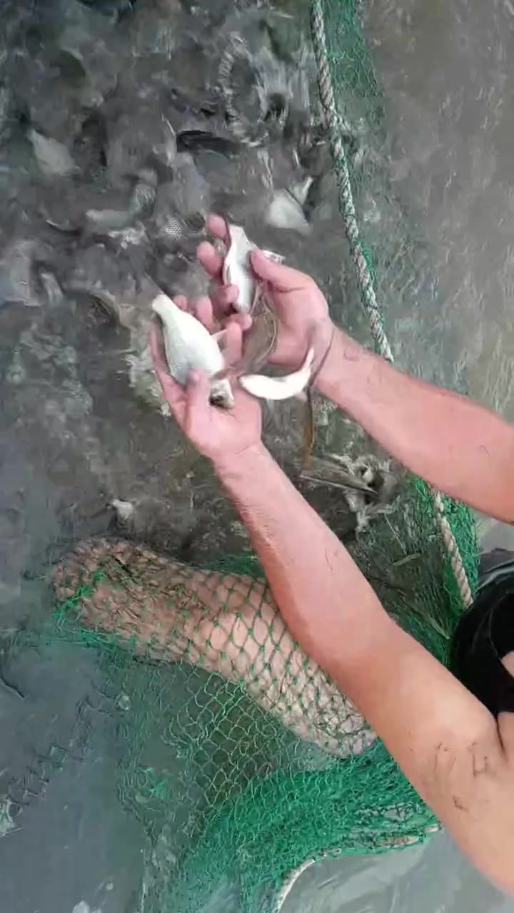 سمجة كارب • نص كفي • اصبعيه