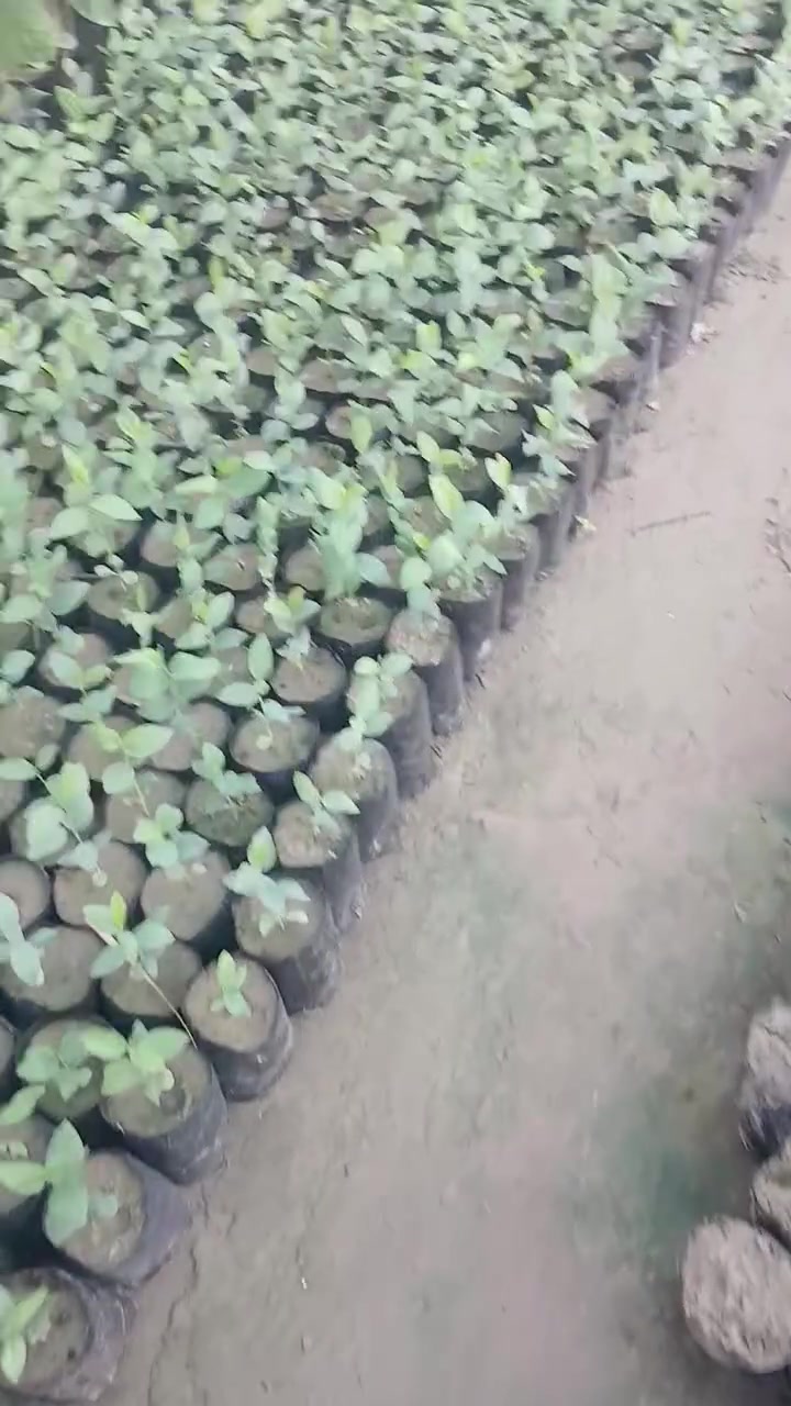 🌱 شتلات زراعية قوية وصحية، جاهزة للزراعة!
نمو ممتاز وجودة عالية، لتبدأ بها موسمًا أخضر ومثمرًا 🌿✨
📩 للطلب والاستفسار تواصل معنا.***********واتساب(***********,)
