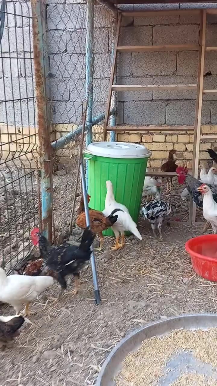 للبيع كوت حي الحكيم سعر القطعه ٧٥٠٠ للاتصال
***********
