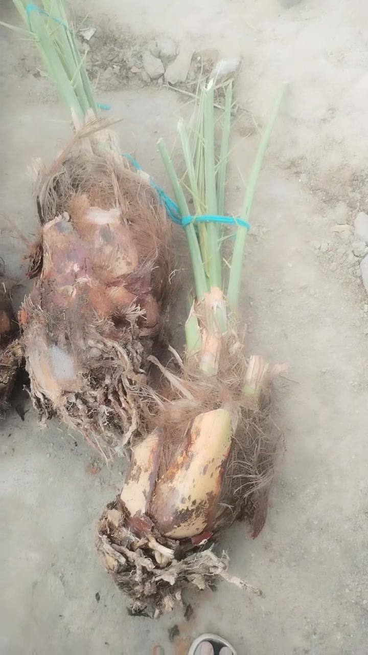 فسائل نخيل • مشتل الزهراء ميسان • برحي