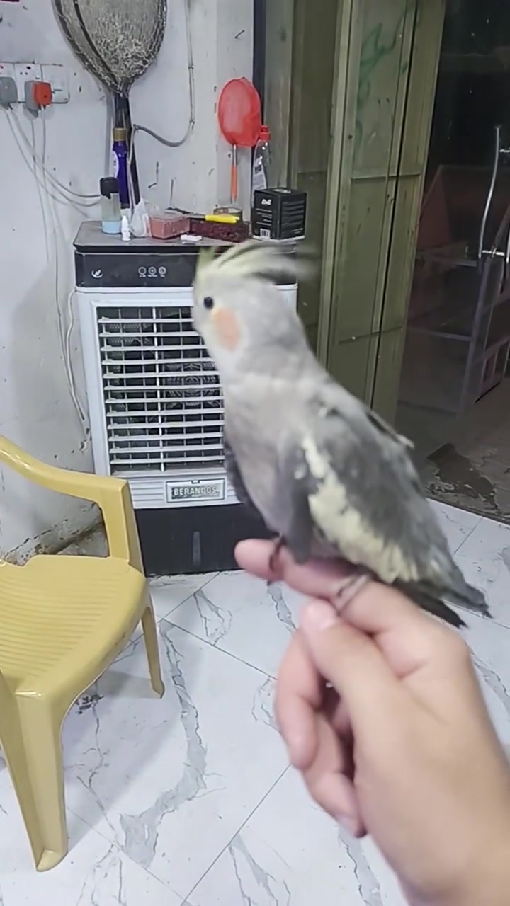 كوكتيل أليف • غندور أليف • تكريت شارع الحولي