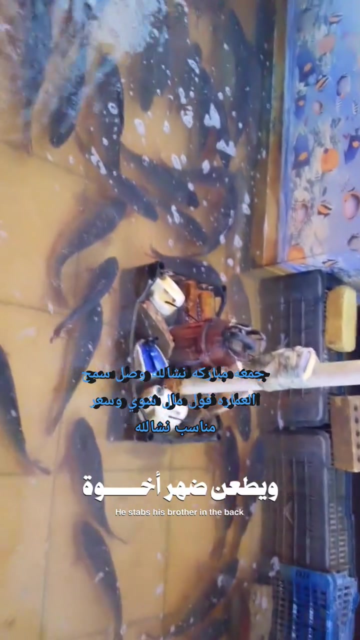 اللهم صل على محمد وآل محمد 🤲
         من مشويات باقر العيساوي 
        لبيع السمك المشوي والحي 🐟
        اسعار يوم الجمعه 2027/8/28
      معه كل طلب سمج  ضيافه ماعون 
       تمن احمر مجاني  
عنوان كوفه شارع الجمهوريه مقابل علي جنابي لهواتف 
لحجز *********** @إشارة حمودي ابو رزان باقر العيساوي
