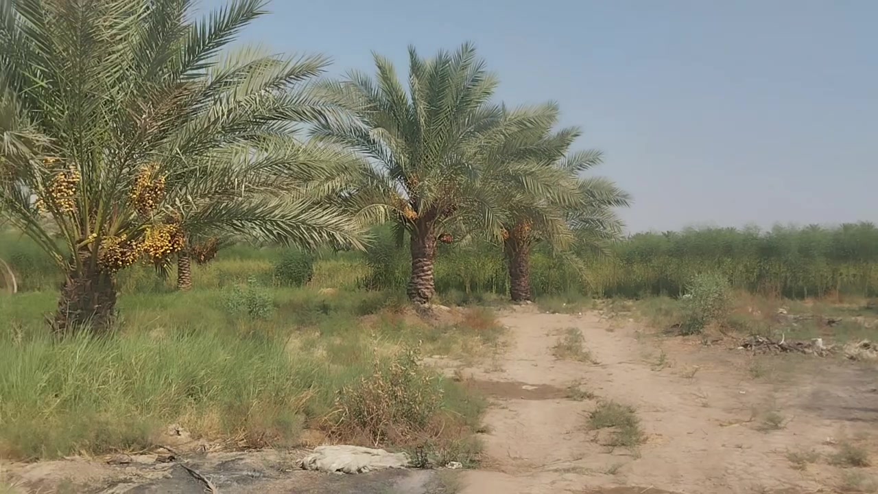 ارض زراعيه للبيع سند 25 مساحه 11دونم بيهه 50نخله منوعه كافة الخدمات ماء اساله  كهرباء وتبليط ماء  سقي سيح تصلح زراعه وسكن وأي مشروع  الموقع ناحية النيل قرب محطة وقود النيل تفاصيل اكثر زيارة مكتب عقارات الساقي ناحية النيل أو الاتصال بنا بالرقم المذكور *********** نصير مارد العماري
