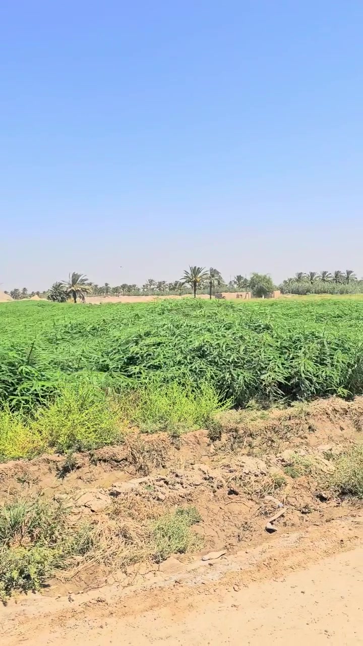 يوجد سيسبان ضمان ***********
***********
