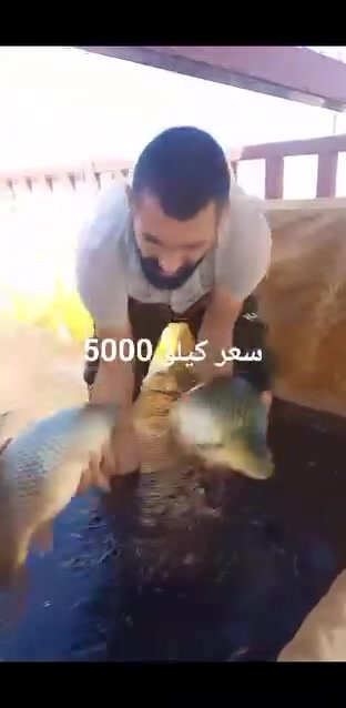 بسماية • دجاج ذبح عراقي • سمك شانك