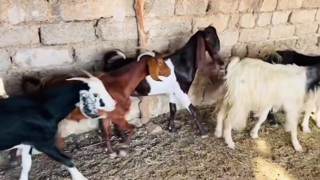5 اعنوز + جدي افغاني كلهن عشر ما شاءالله بعدهن بيهن اول بطن وبيهن ثاني وثالث
سعر العنز 210 قفل وسعر الجدي 265
المكان العلم سمره لا يوجد توصيل
***********
