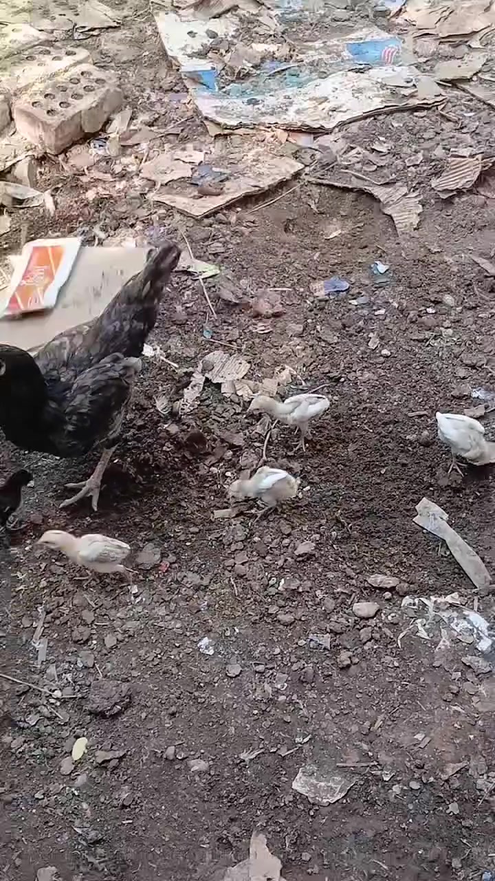 *********** وتساب فقط بغداد التاجي  سيطرة الشؤن عمر شهر وعشرة ايام
